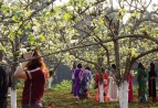 Lào Cai: Du khách đổ về ngắm hoa lê trắng Bắc Hà dịp 8-3