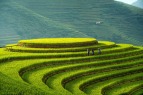 Đưa ruộng bậc thang Miền Đồi trở thành điểm đến hấp dẫn trên bản đồ ...